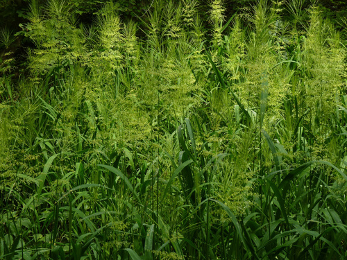 Wild rice