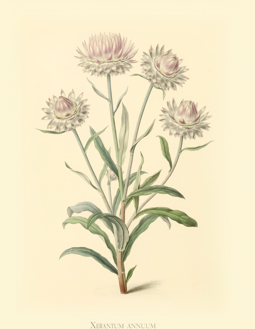 Yarrow