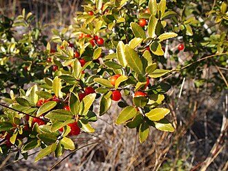 Yaupon holly